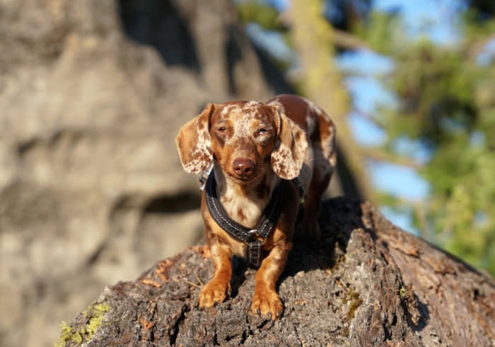 5 Reasons Your Dachshund Will love Hiking
