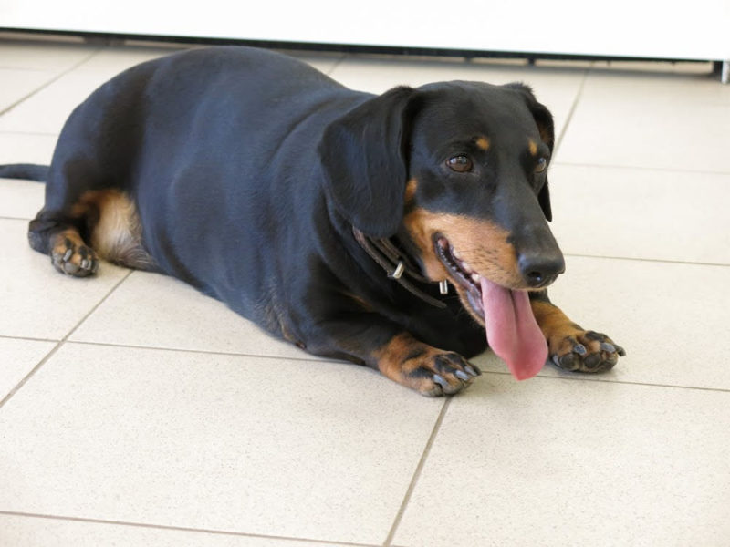 Overweight Black and Tan Dachshund Lying on a Tile Floor