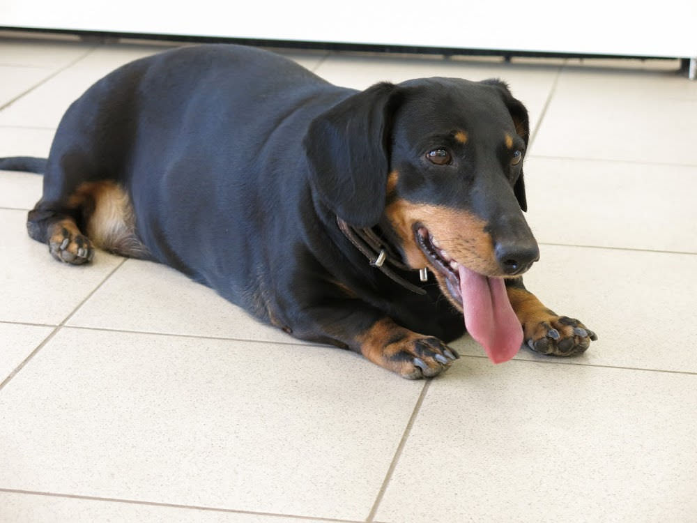 For how long Does an Overweight Dachshund Live? Pet