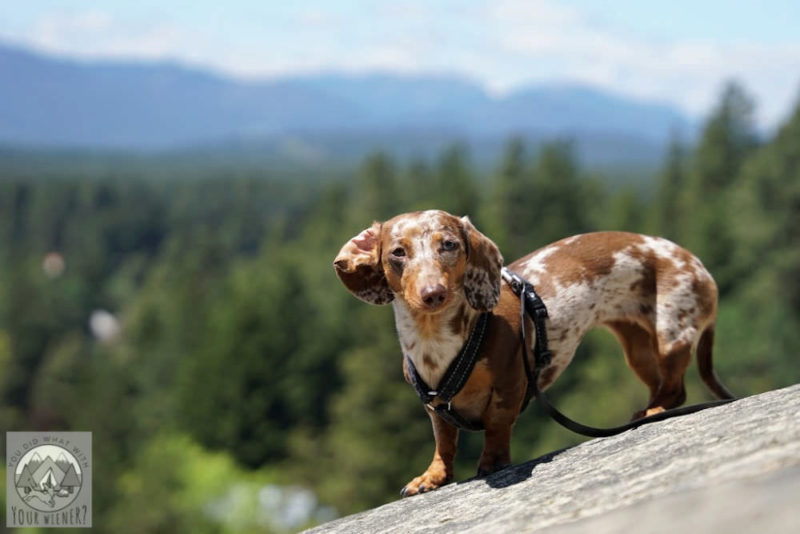 Dachshund standing on a rock slope