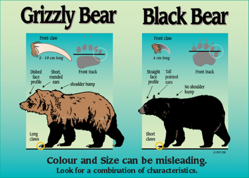 Black vs. Grizzly