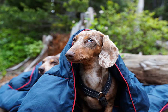 8 Expert Tips for Camping With a Small Dog