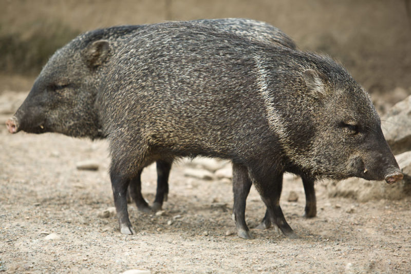 Two Collared peccary