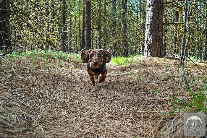 How to Train Your Small Dog to Hike Off-Leash