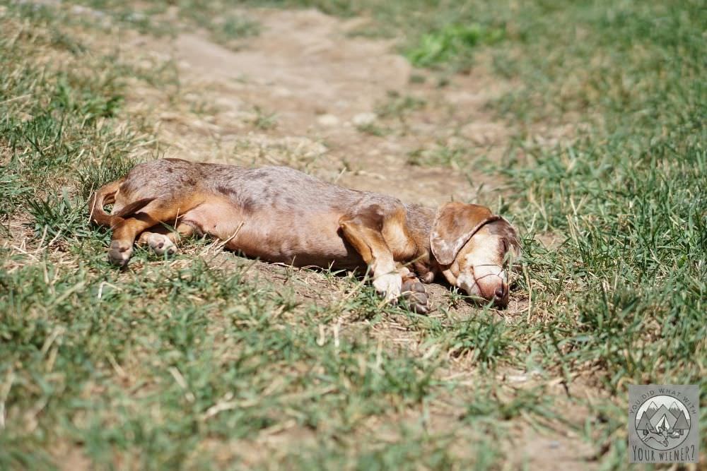 Overheated Dachshund Laying in the Grass