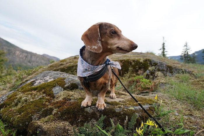 How to Protect Your Small Dog From Wildlife While Hiking or Camping