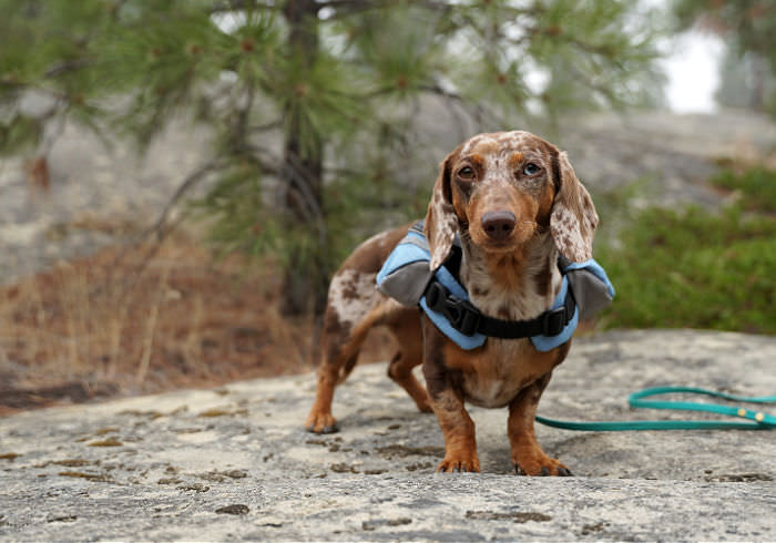 The Best Hiking Backpacks for Small Dogs