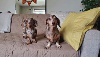 Two miniature Dachshund sitting on a couch
