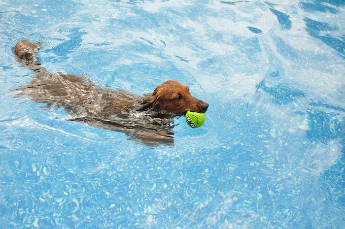 Do Dachshunds Like to Swim?