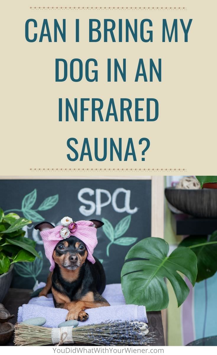 Is it safe to bring my dog in an infrared sauna with me?