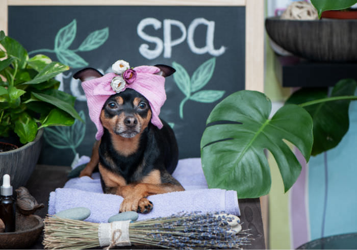 Can Dogs Go in an Infrared Sauna?