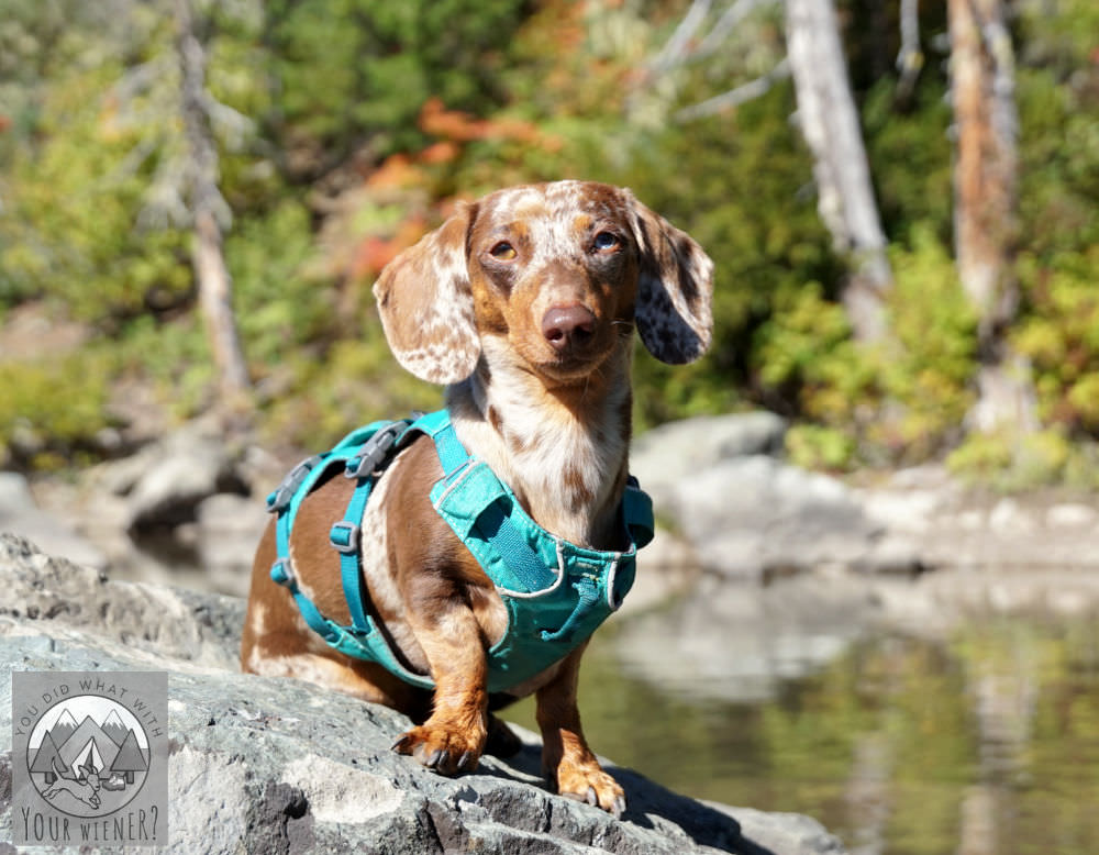 The Best Hiking Harness for a Miniature Dachshund
