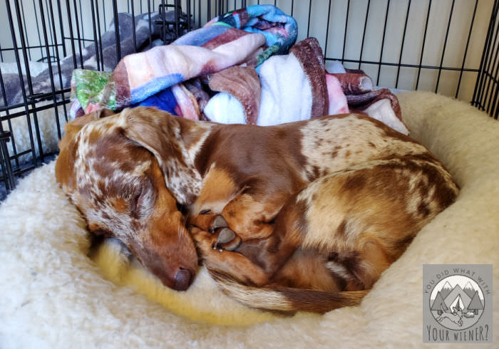 Dachshund resting after a second IVDD back surgery