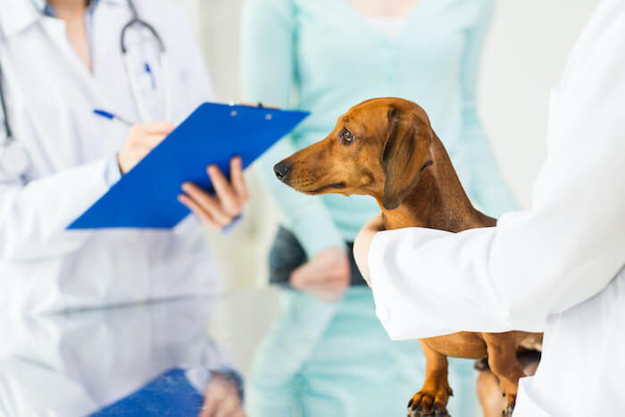 Leptospirosis Vaccine Reaction in Dachshunds: Is it Really That Risky?