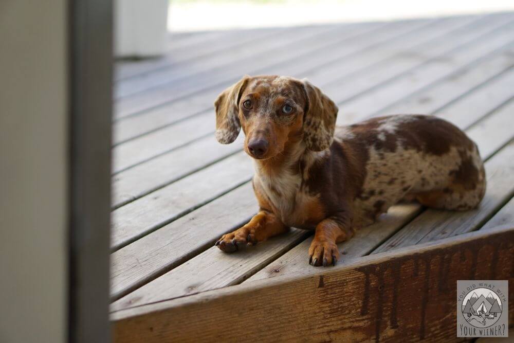 small dog dachshund