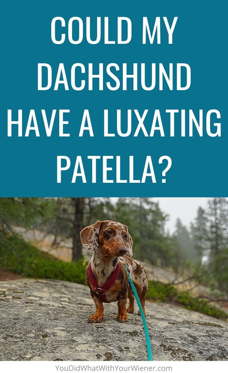 Could your Dachshund have a luxating patella? Here's what you need to know.