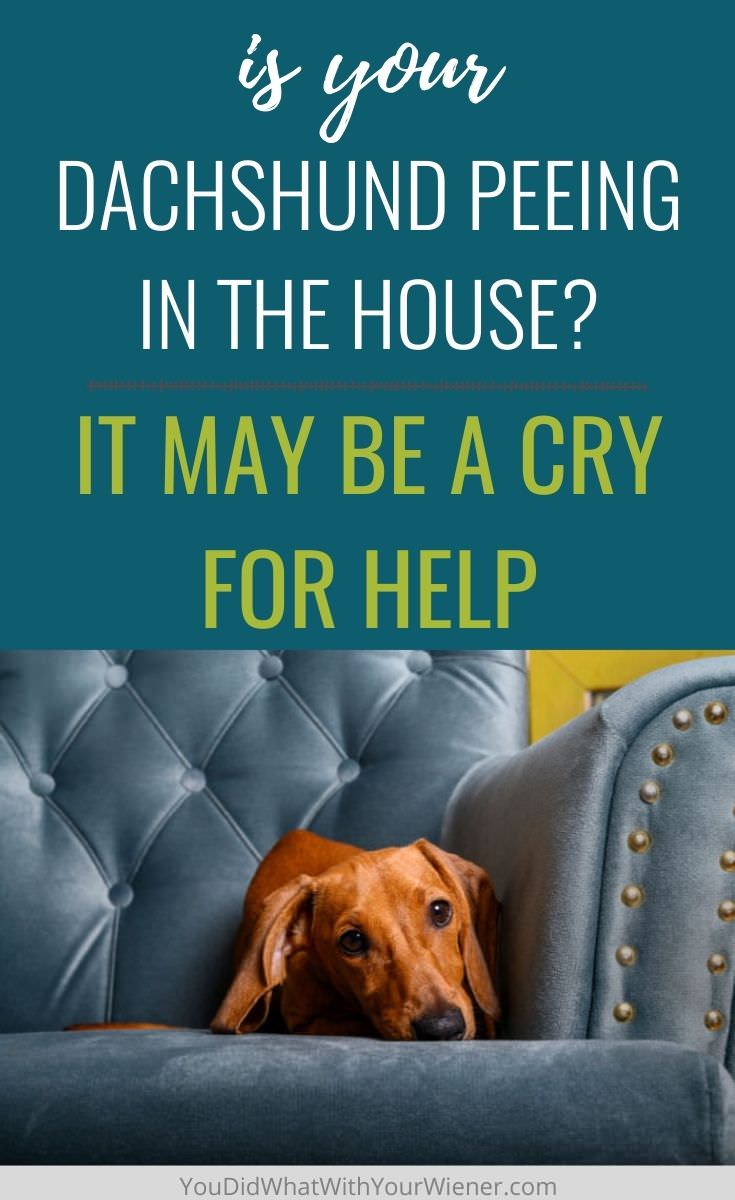Your Dachshund May Not Be Peeing in the House for the Reason You Think