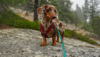 dachshund standing with teal leash