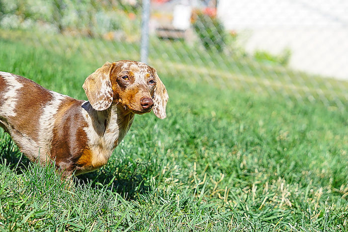 Is it Safe to Take My Dachshund to the Dog Park?