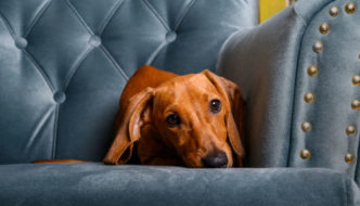Red miniature Dachshund laying on a chair looking guilty