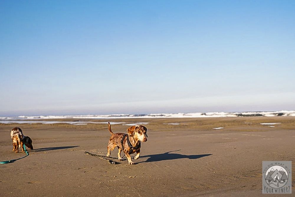 dachshund running on beach