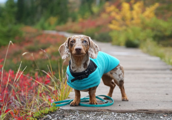 Voyagers K9 Apparel Review for Dachshunds