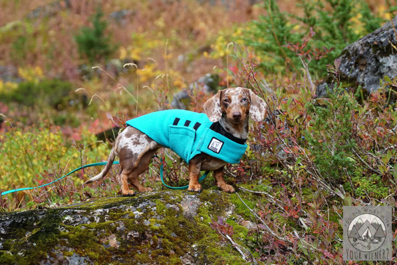 Best Coats for Dachshunds That Fit Their Long Body –  YouDidWhatWithYourWiener.com