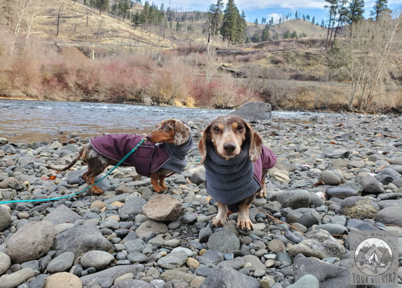Warm Coats For Dachshunds That Fit, Dachshund Winter Coat Waterproof