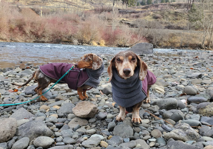 Best Coats for Dachshunds That Fit Their Long Body