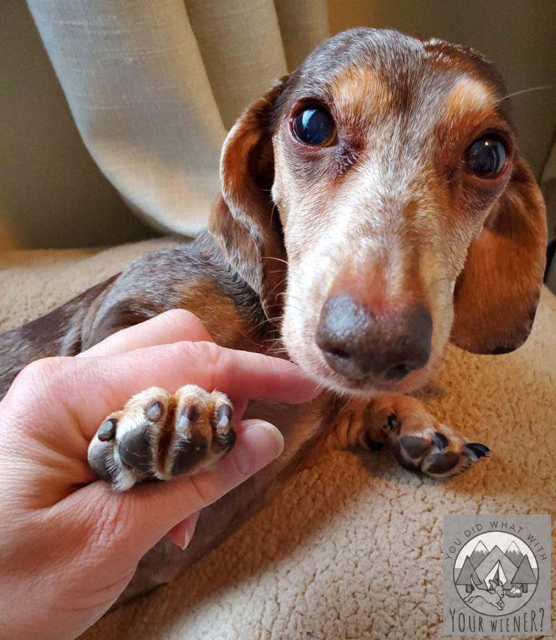 Dachshund who just had her nails trimmed with a Dremel showing her paw to the camera
