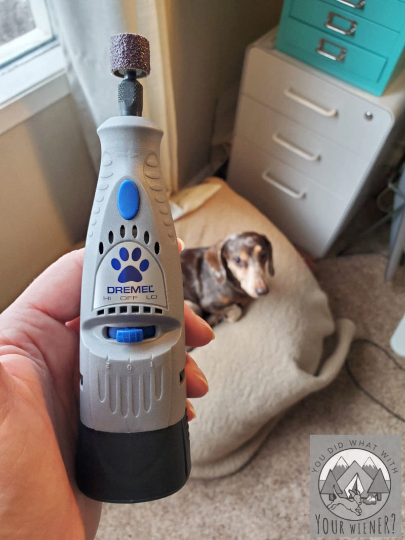 Close up of the Dremel Pet Nail Grinder with a Dachshund sitting in the background