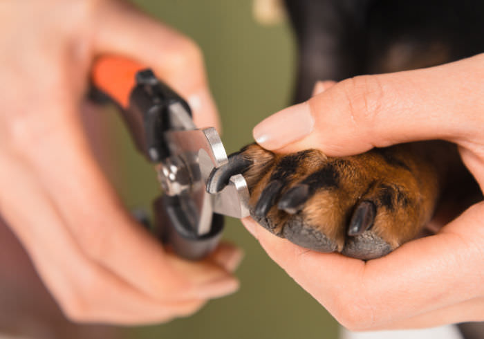 Close up shot of a veterinarian trimming a dog's nails with clippers