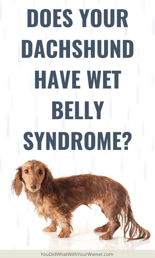 Does y our Dachshund have wet belly syndrome?