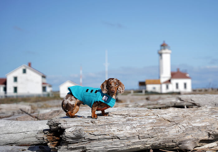 Visit Beautiful Fort Worden State Park With Your Dog