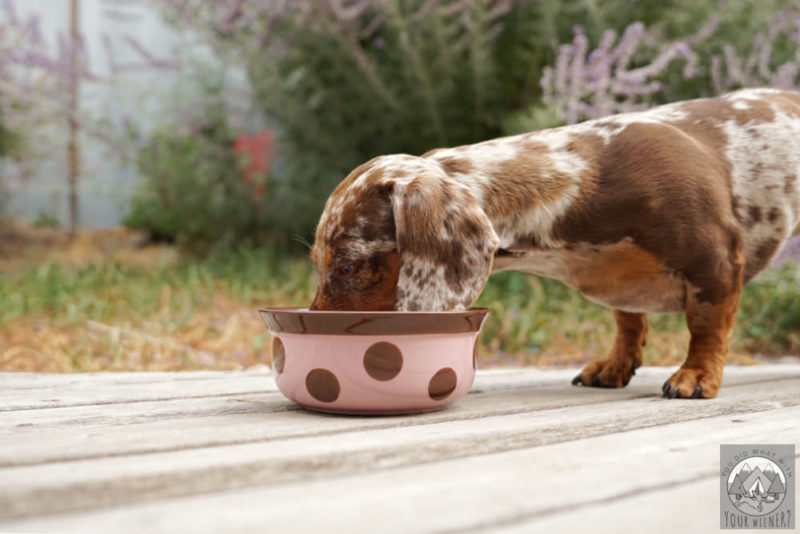 Dachshund eating out of a bowl on the deck
