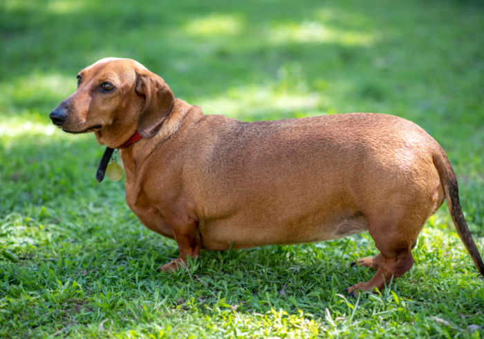 How to Help Your Dachshund Lose Weight (and What to Feed Them)