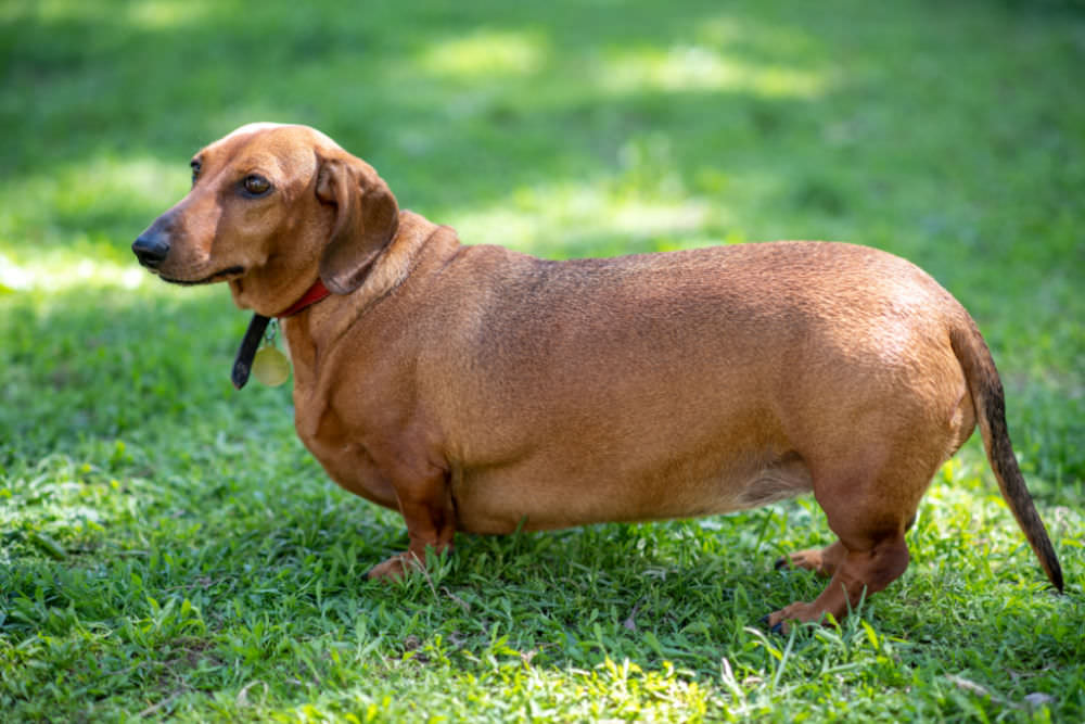 How to Help Your Dachshund Lose Weight (and What to Feed Them)
