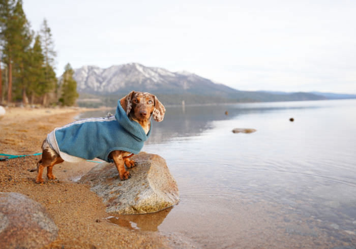 10 Dog Friendly Beaches in Lake Tahoe