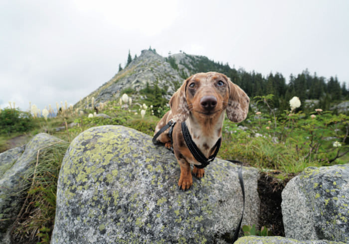 9 Beginner Mistakes I Made When Hiking With My Dog