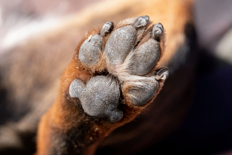 Pekkadillo sløjfe Konsultere How to Keep Your Dog's Paw Pads From Tearing or Getting Cut While Walking