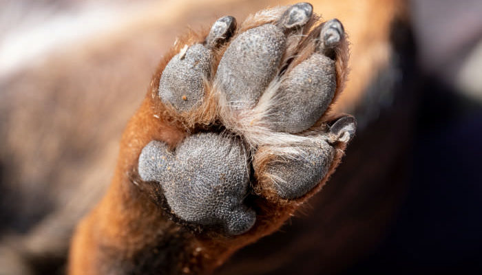 dog paw pads shown tough and durable