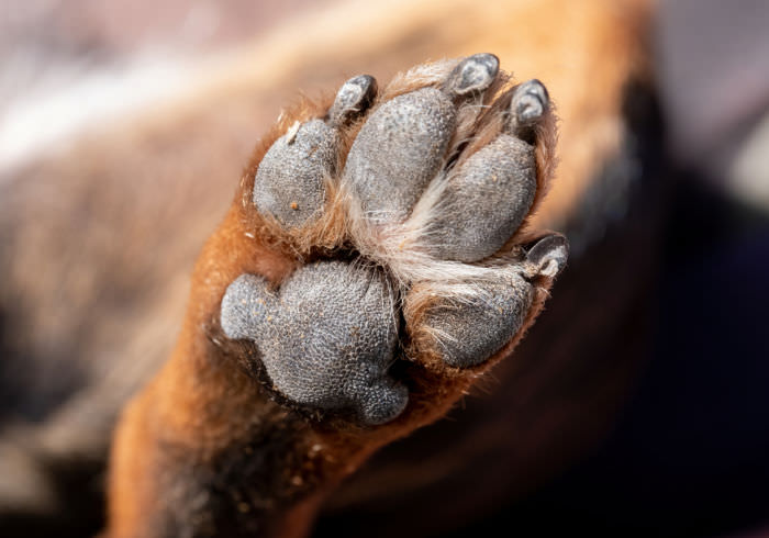How to Keep Your Dog’s Paw Pads From Tearing or Getting Cut While Walking