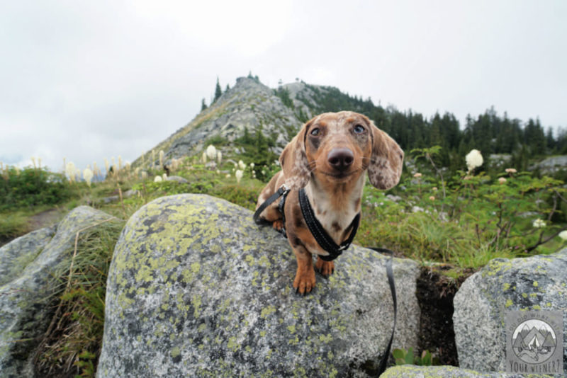 Hiking Dachshund standing on a rock with a judgy smirk on her face because I made a lot of mistakes