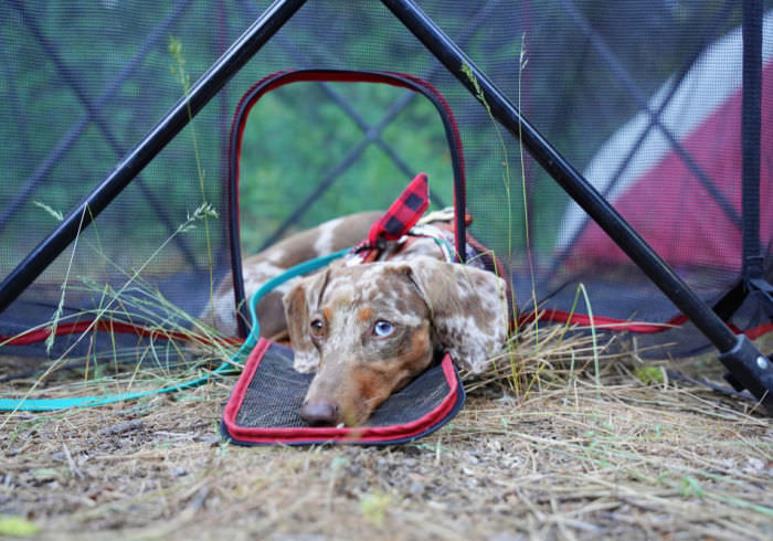 5 Reasons You Need a Covered Portable Dog Playpen in Your Life