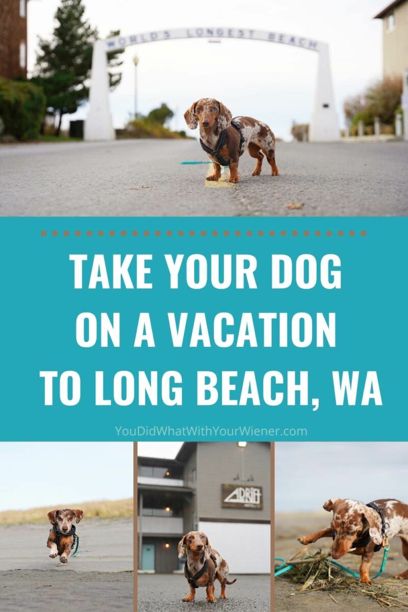 Long Beach Washington is a great place to vacation with your dog. The Adrift Hotel is just steps away and has a great pet friendly policy, allowing dogs of any size to stay plus cats, hamsters, ferrets, and even mini pigs!