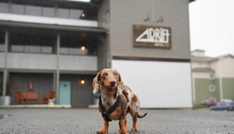 Dachshund dog standing in front of the Adrift Hotel in Long Beach Washington