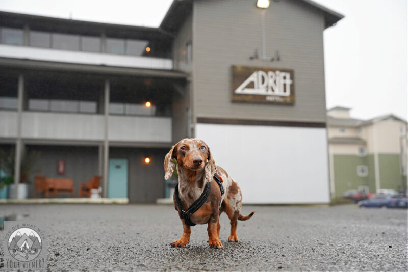 Dachshund in the parking lot of the Adrift Hotel getting ready to go up to the room