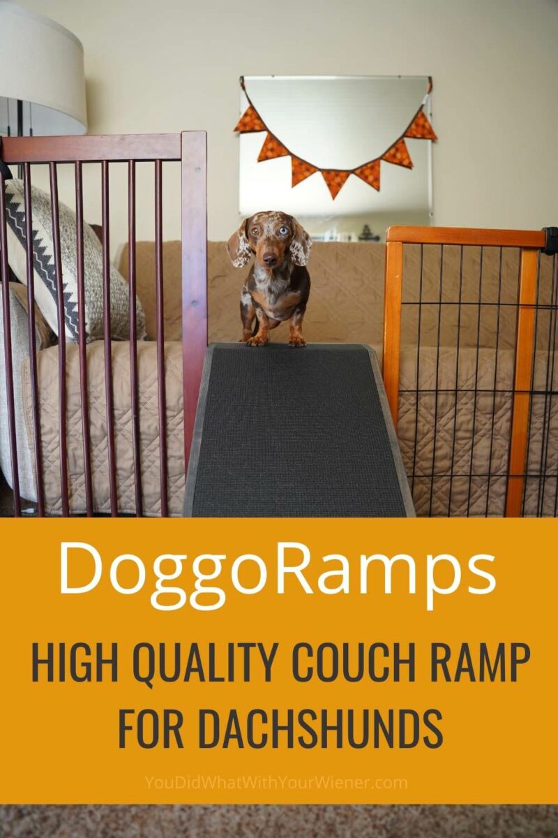 DoggoRamps couch (and bed) dog ramps were invented by a Dachshund over after his dog had a back injury. The dog is none other than Crusoe the Celebrity Dachshund! This couch ramp is one of the highest quality I've seen.