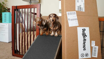 Two Miniature Dachshunds standing at the top of a couch dog ramp looking at the camera
