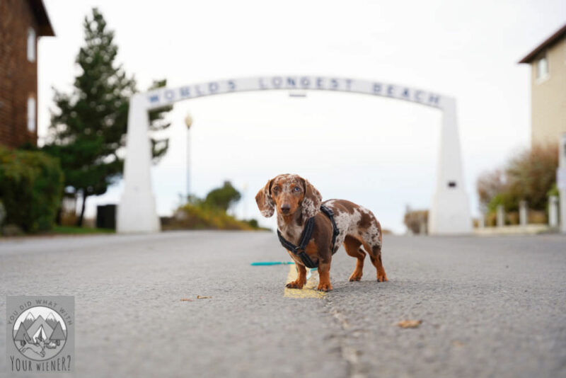 Dachshund standing in front of the Long Beach arch during a dog friendly vacation 